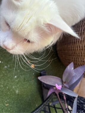 Meet your Posher, Cat